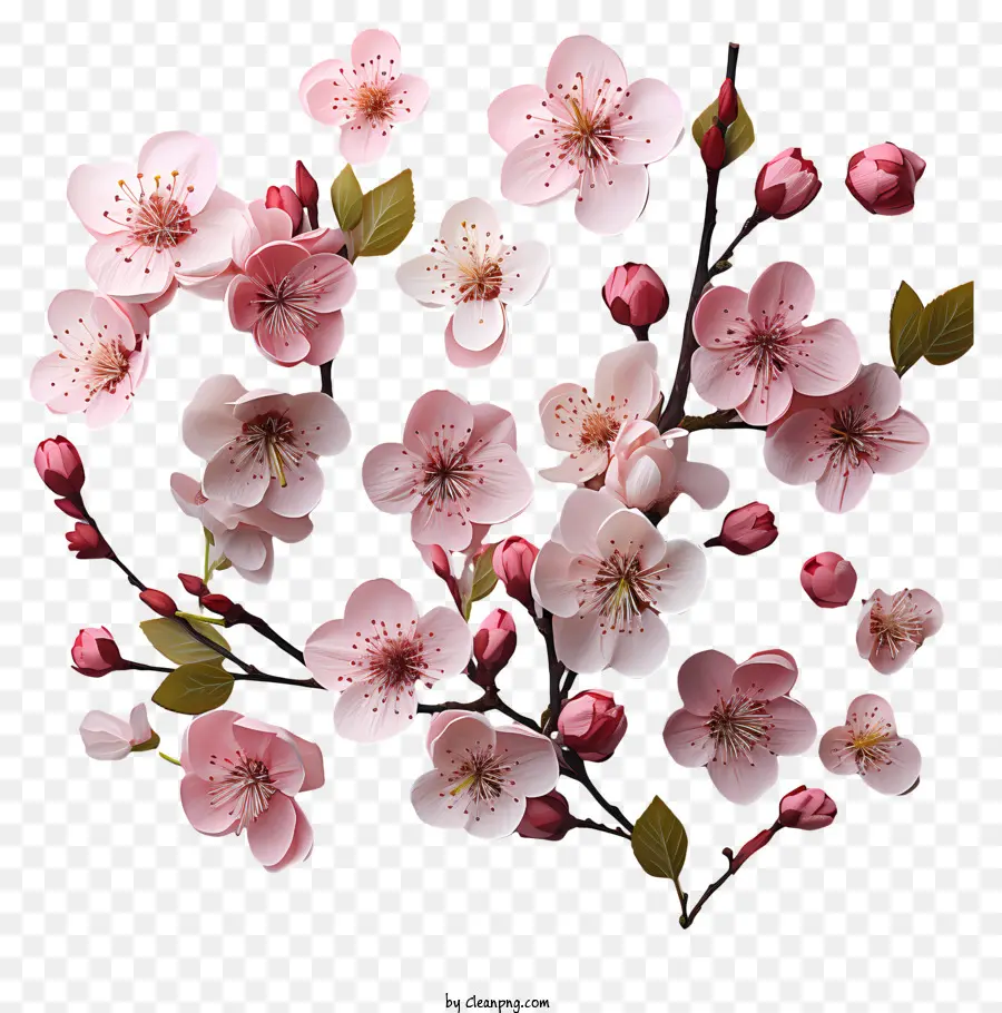 Fleur De Cerisier，Sakura Fleurs PNG