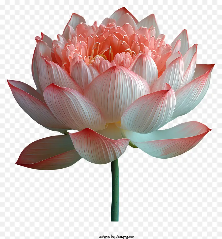 Fleur De Lotus，Fleur De Lotus Rose PNG