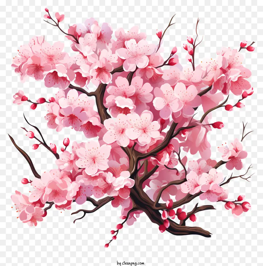Fleur De Cerisier，Cerisier En Fleur PNG