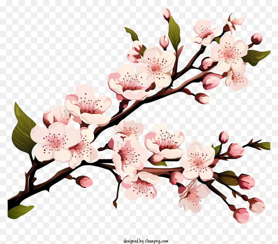 Branche De Cerise De Style Doodle Fleur，Fleur De Sakura PNG