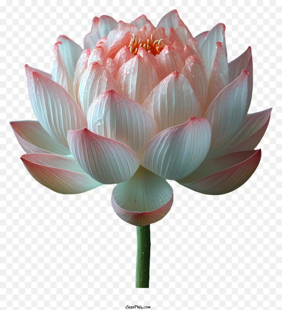 Fleur De Lotus，Fleur De Lotus Rose PNG