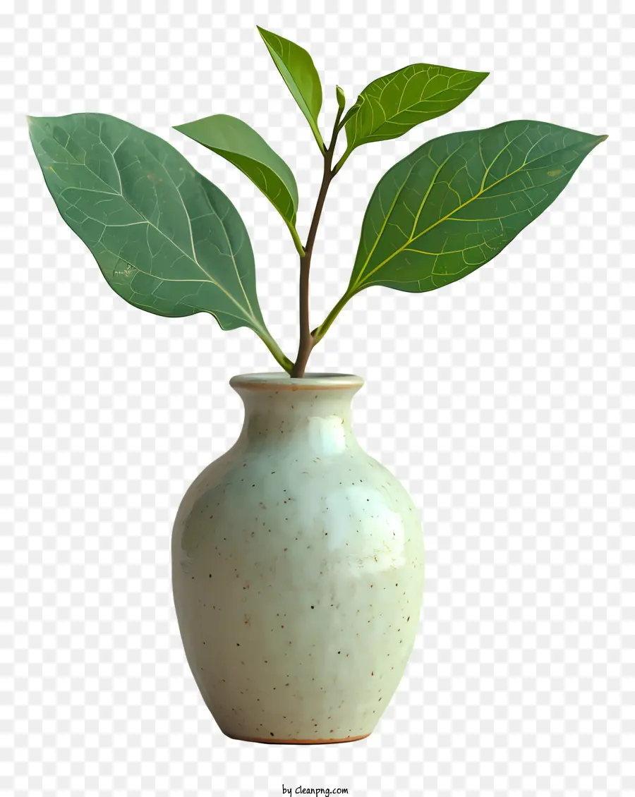 Vase，Vase Blanc PNG