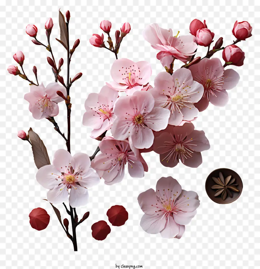 Fleur De Cerisier，Rose Fleur De Cerisier En Fleurs PNG