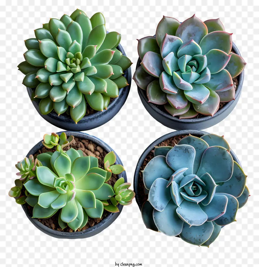 Cactus，Plantes Succulentes PNG