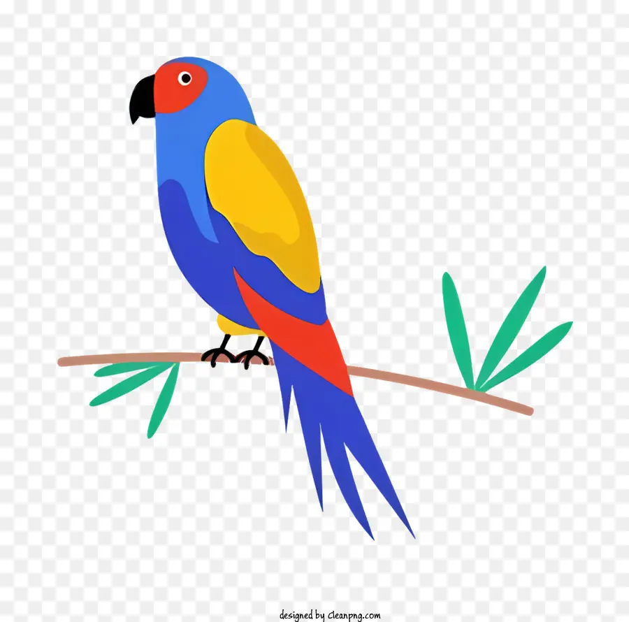 Perroquet Oiseau，Perroquet PNG