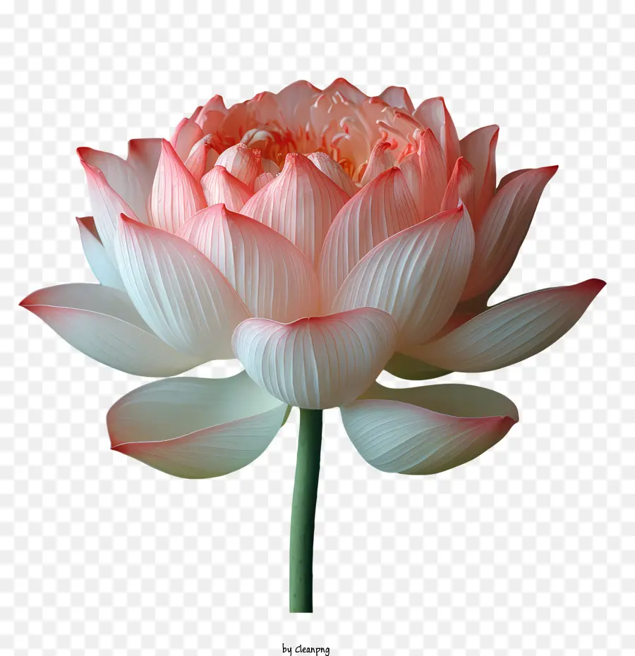 Fleur De Lotus，Fleur De Lotus Rose PNG