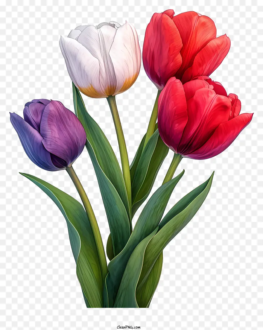Sketch Style Tulips Bouquet，Peinture PNG