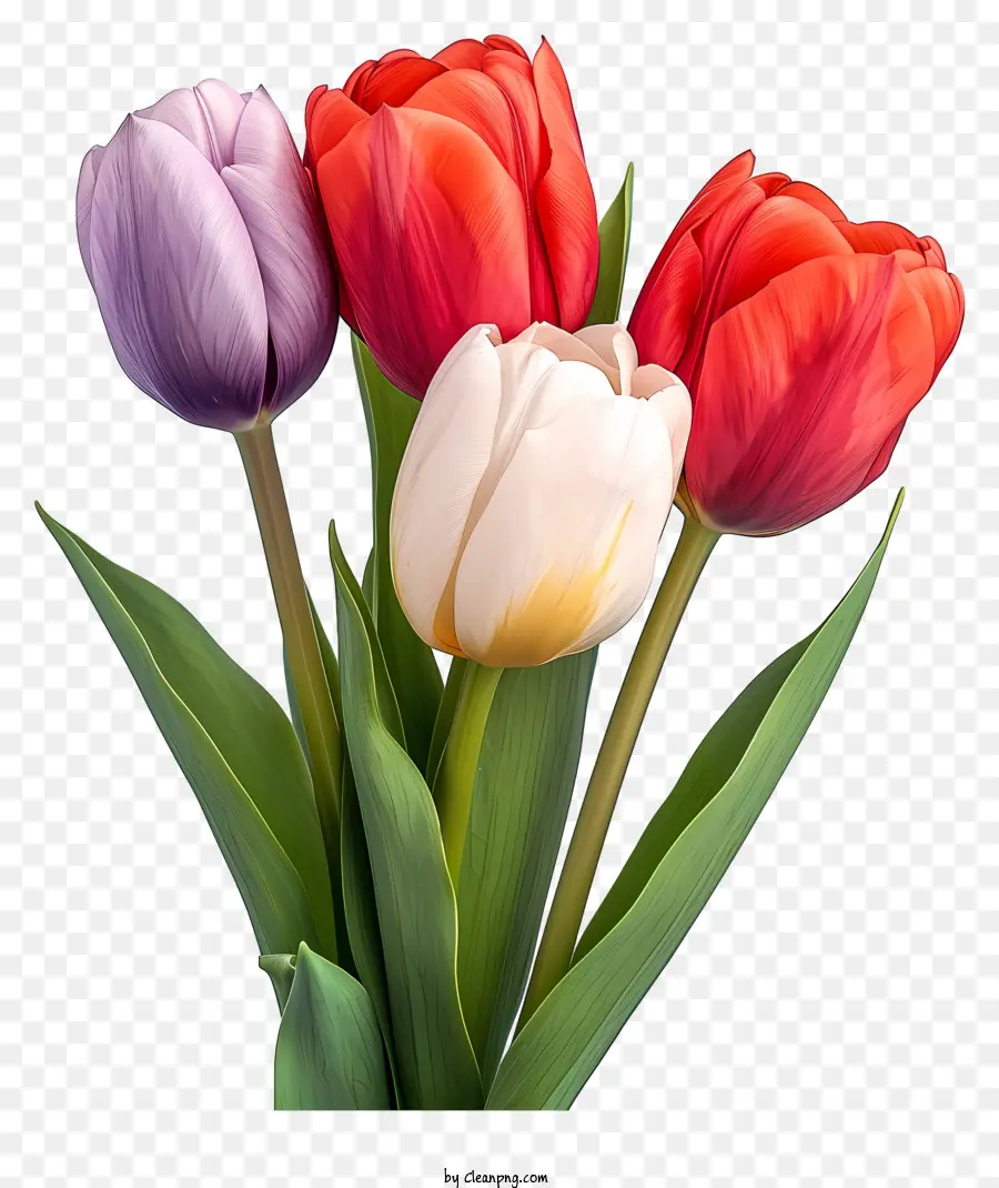 Sketch Style Tulips Bouquet，Tulipes Colorées PNG