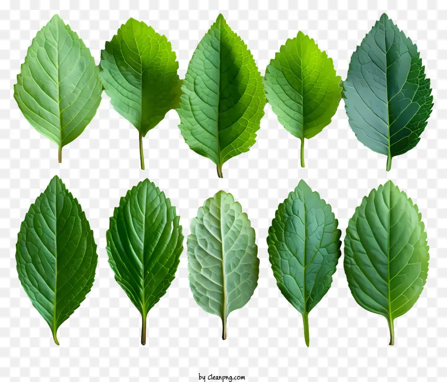 Feuilles Vertes，Usine PNG