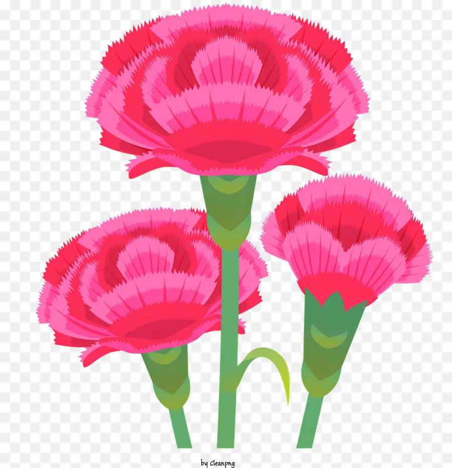 Fleur D'oeillet，Fleurs Roses PNG