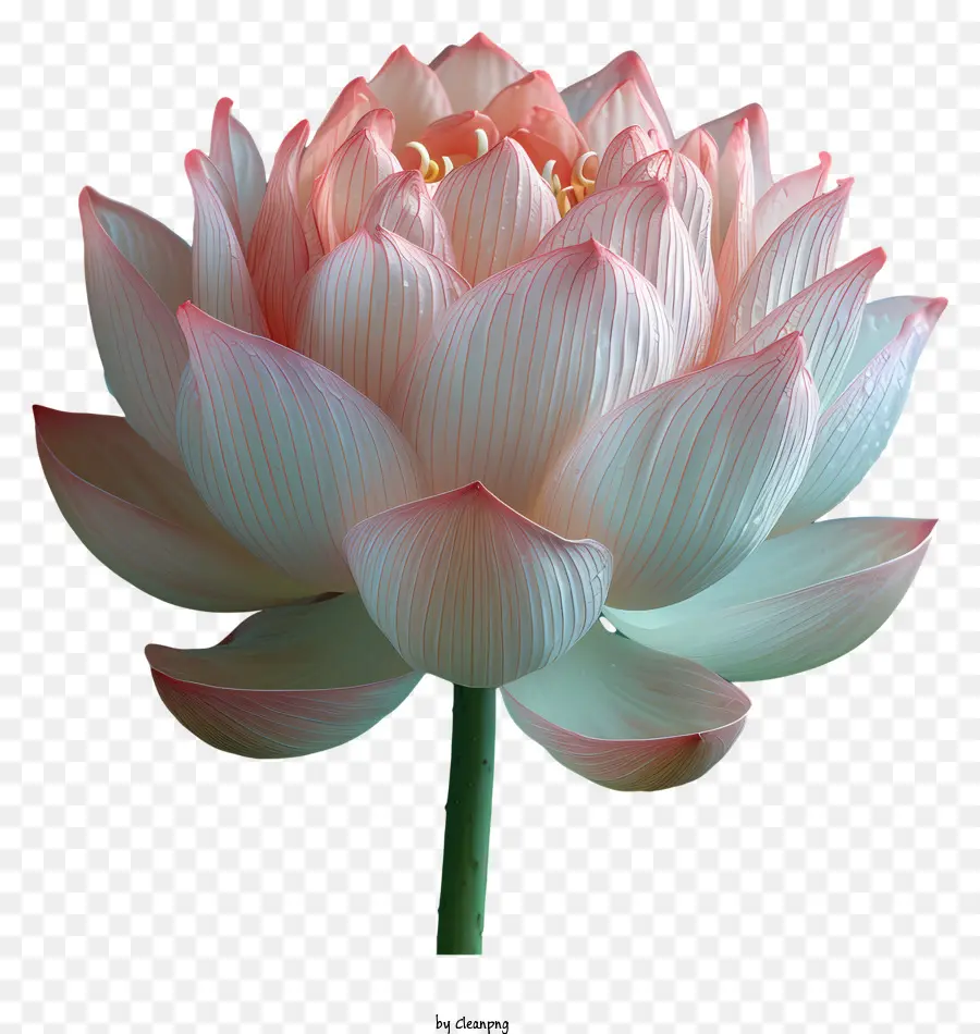 Fleur De Lotus，Fleur De Lotus Rose PNG