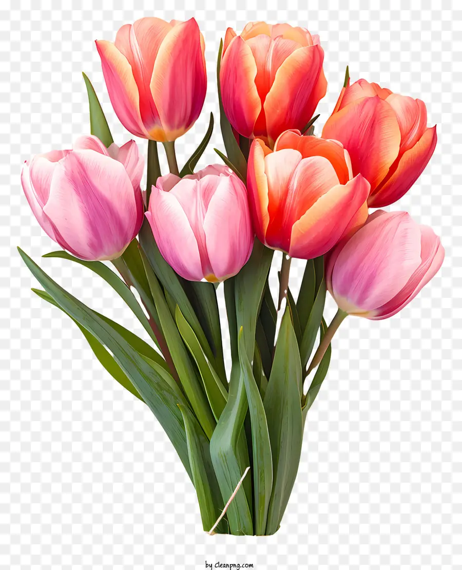 Bouquet De Tulipes Plates，Bouquet PNG