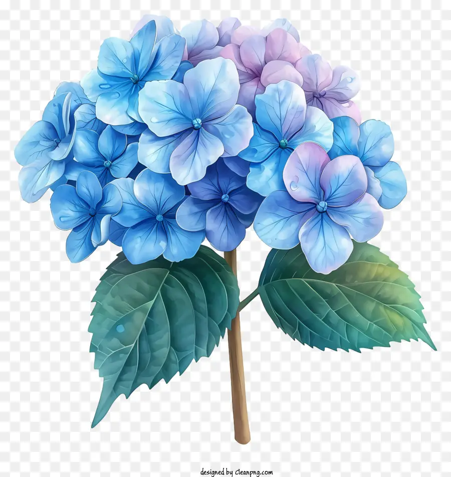 Fleur D'hortensia Pastel，Bouche Bleue PNG