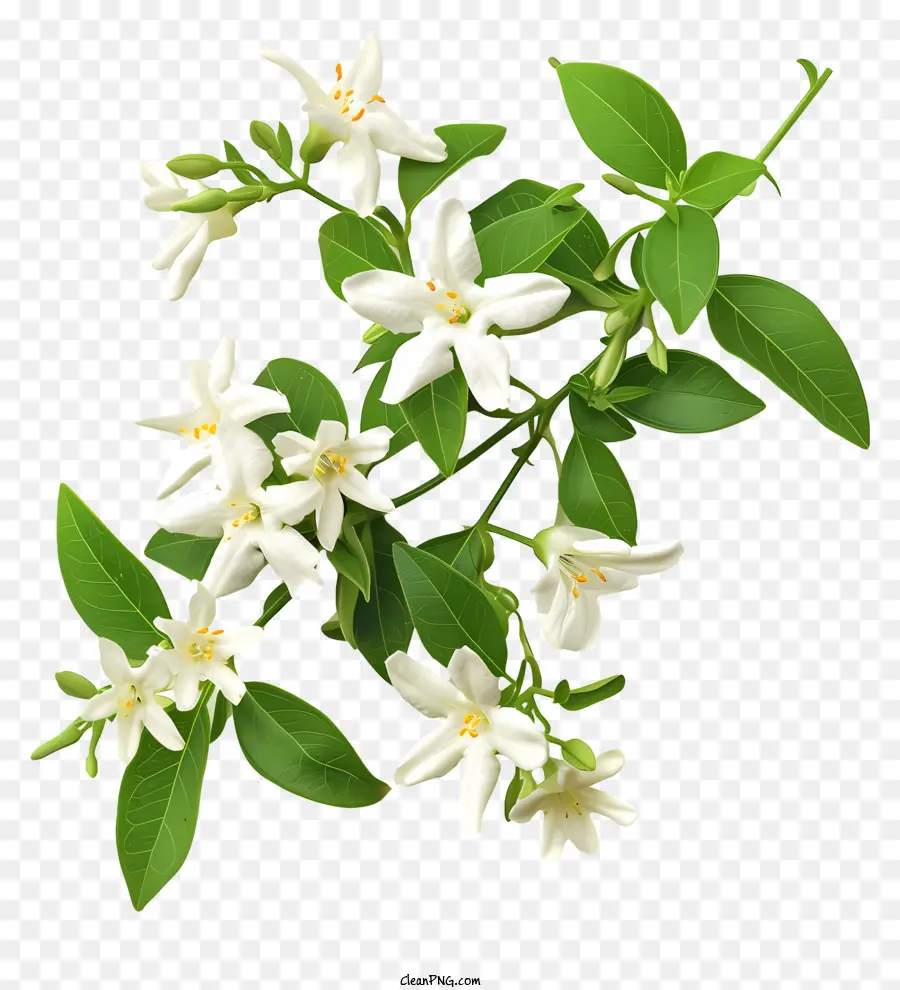 Jasmin étoilé Blanc，Fleurs De Jasmin Blanc PNG