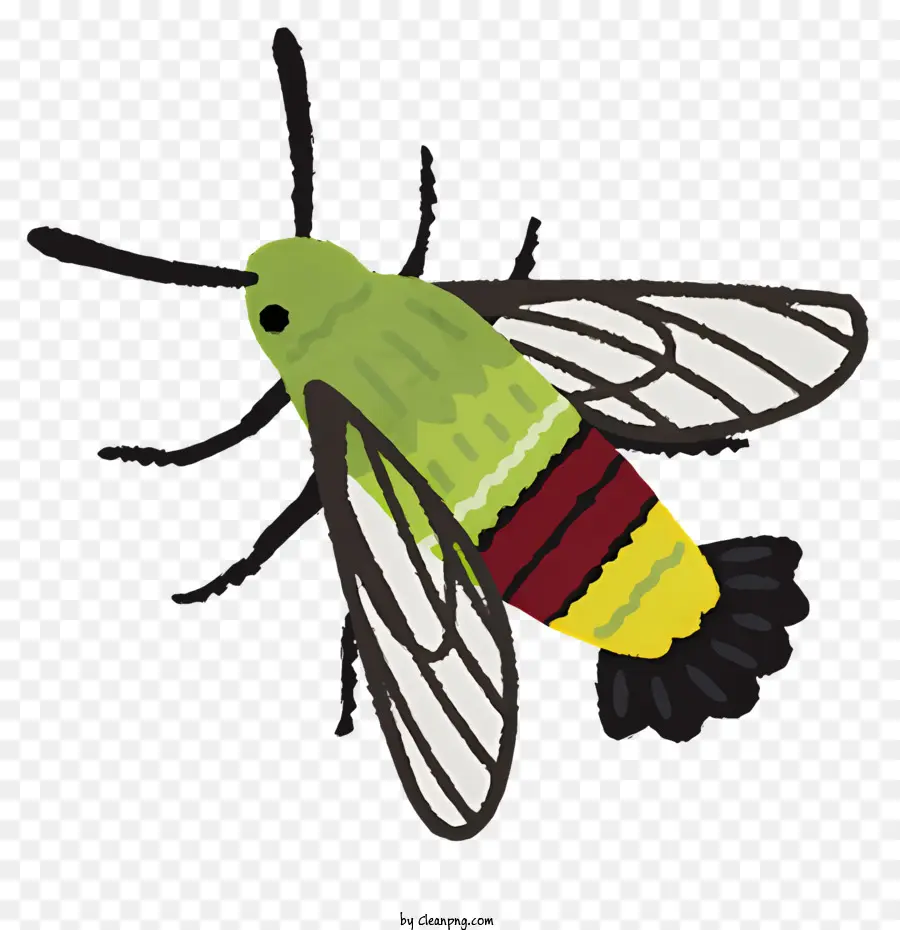 Bogue，Insecte PNG