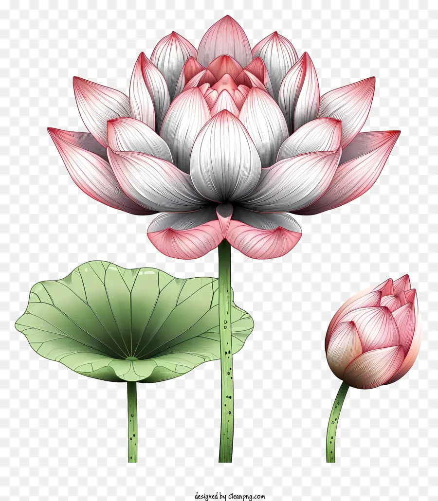 Fleur De Lotus De Style Doodle，Fleurs De Lotus Rouge PNG