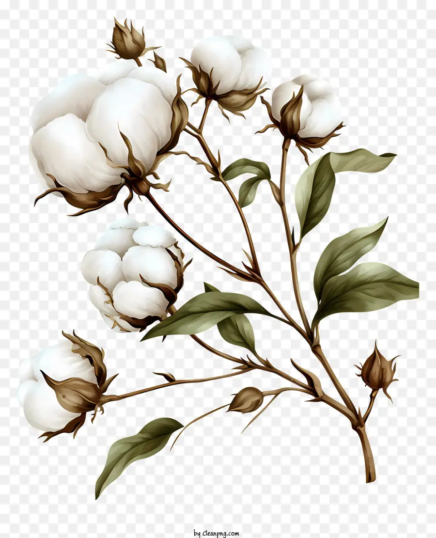 Coton Fleurs，Illustration De Fleur De Coton PNG