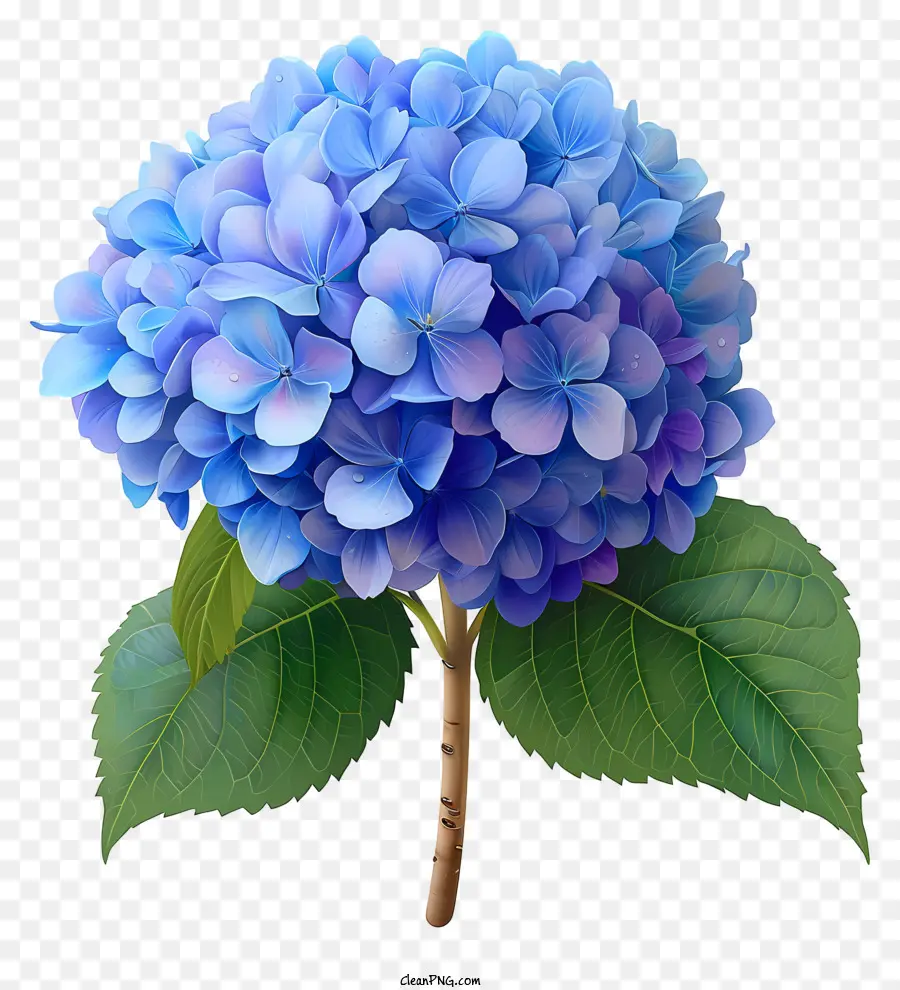 Fleur D'hortensia Pastel，Fleur Bleue PNG