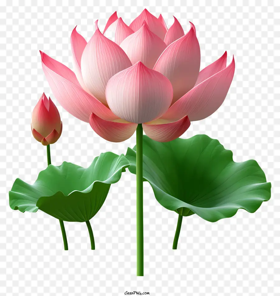 Fleur De Lotus De Style Réaliste，Fleur De Lotus Rose PNG