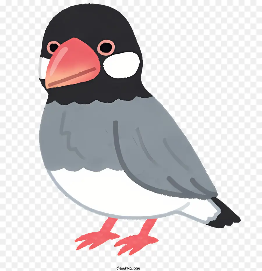 Oiseau，Petit Oiseau PNG