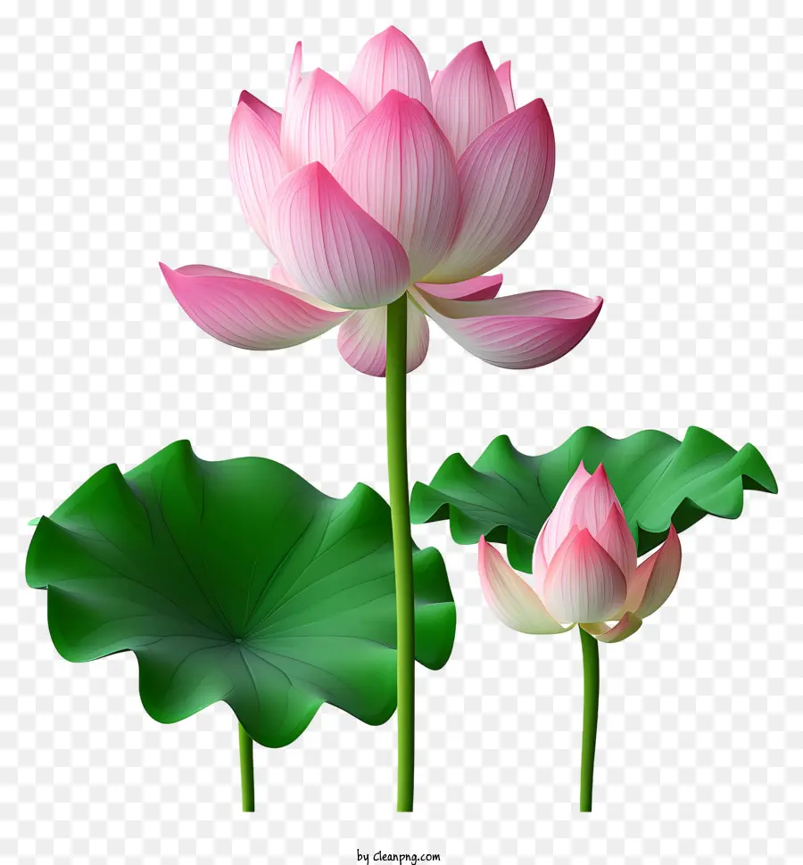 Fleur De Lotus De Style Réaliste，Fleur De Lotus Rose PNG