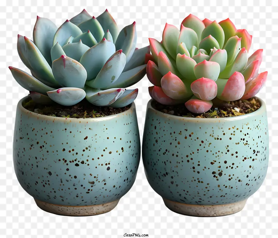 Succulent，Succulentes PNG