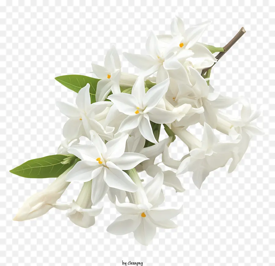 Jasmine D'étoile Blanche，Fleurs De Jasmin Blanc PNG