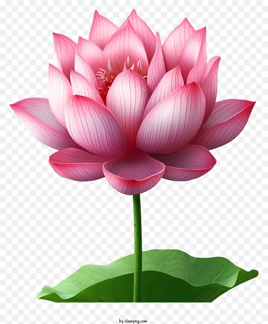 Fleur De Lotus Plate，Fleur De Lotus Rose PNG