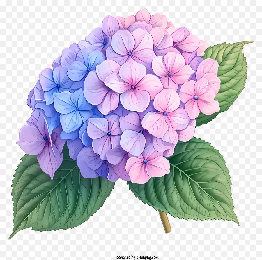 Fleur D'hortensia Dessinée à La Main，Hortensia PNG