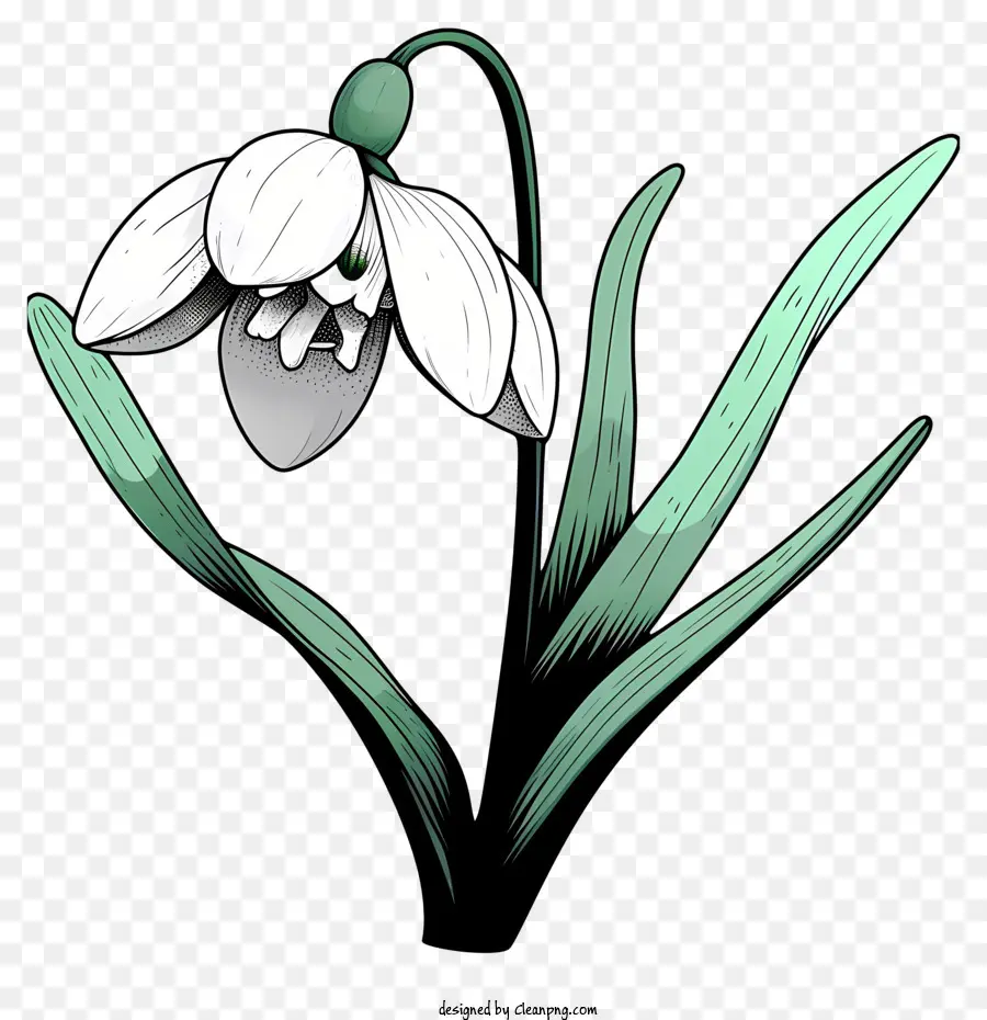 Fleur De Perce Neige De Style Sketch，Fleur Blanche PNG