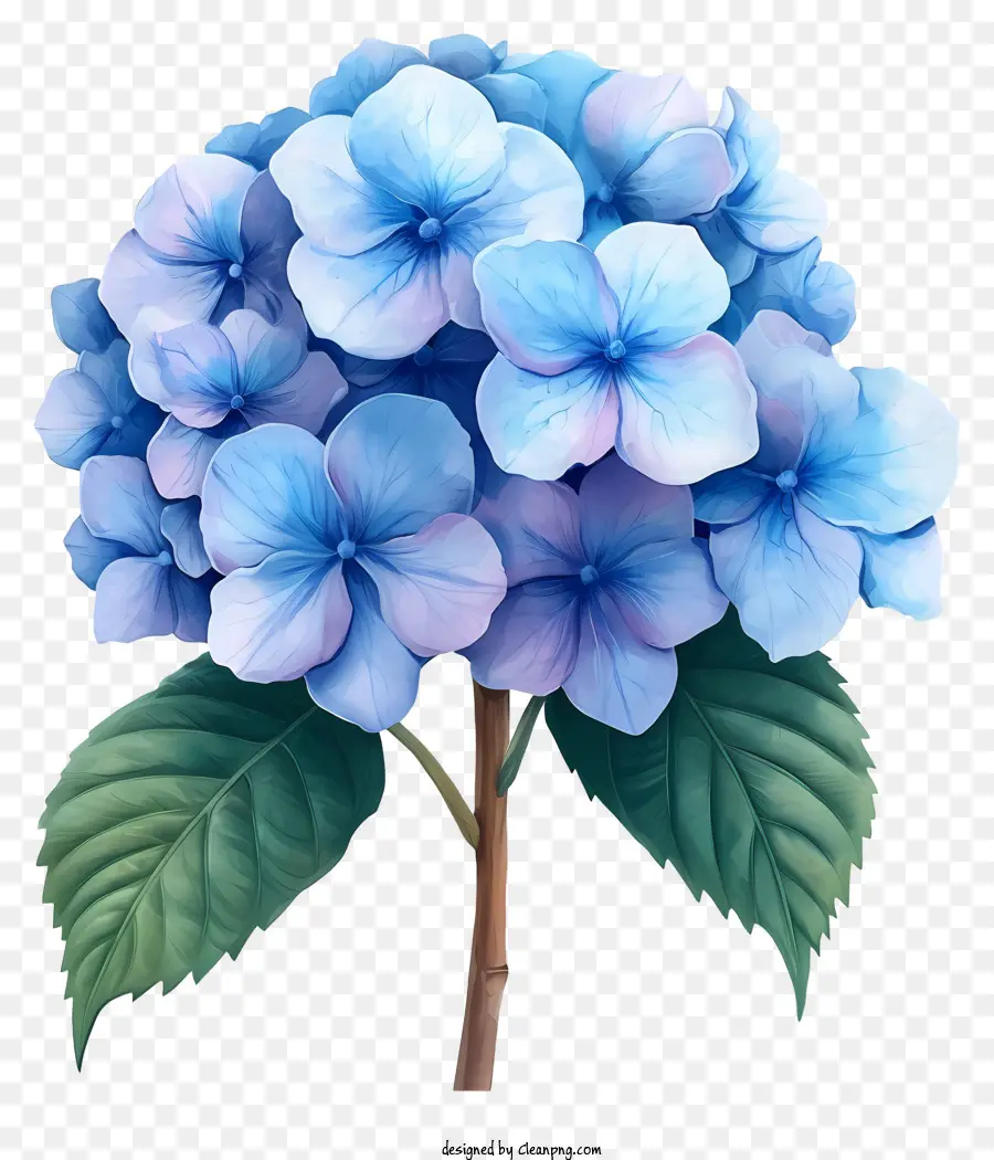 Fleur D'hortensia Pastel，Hortensia Bleu PNG