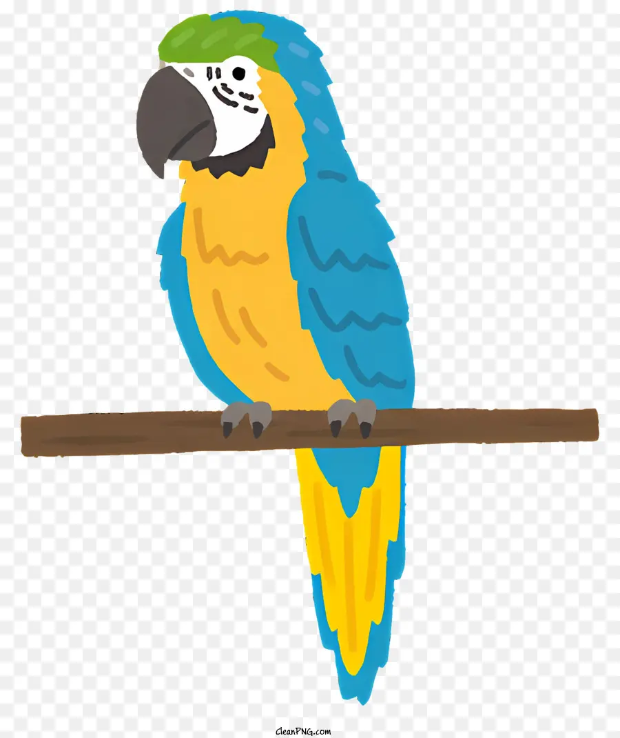 Oiseau，Perroquet PNG