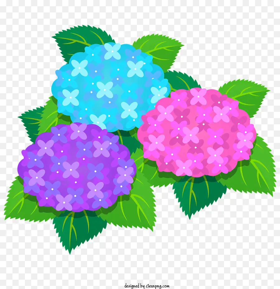 Fleurs，Hortensias PNG