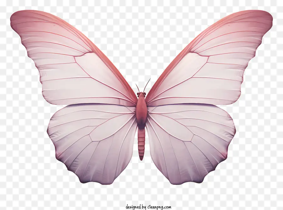 Papillon，Papillon Rose PNG