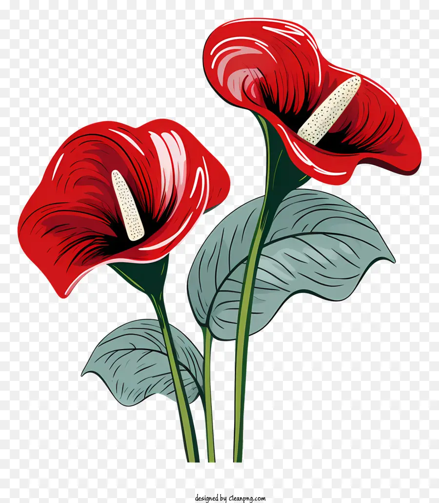Fleur D'anthurium，Fleurs Rouges PNG