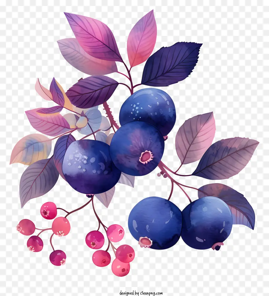 Les Bleuets，Fruits Rouges PNG
