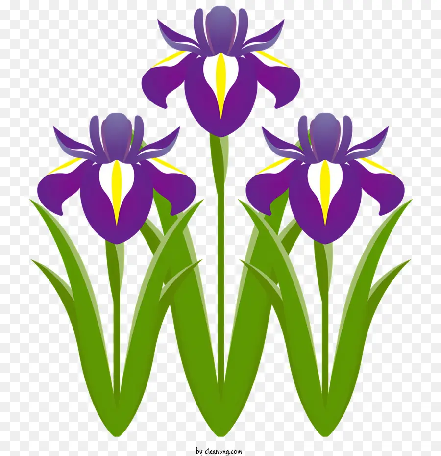 Fleurs，Iris Violets PNG