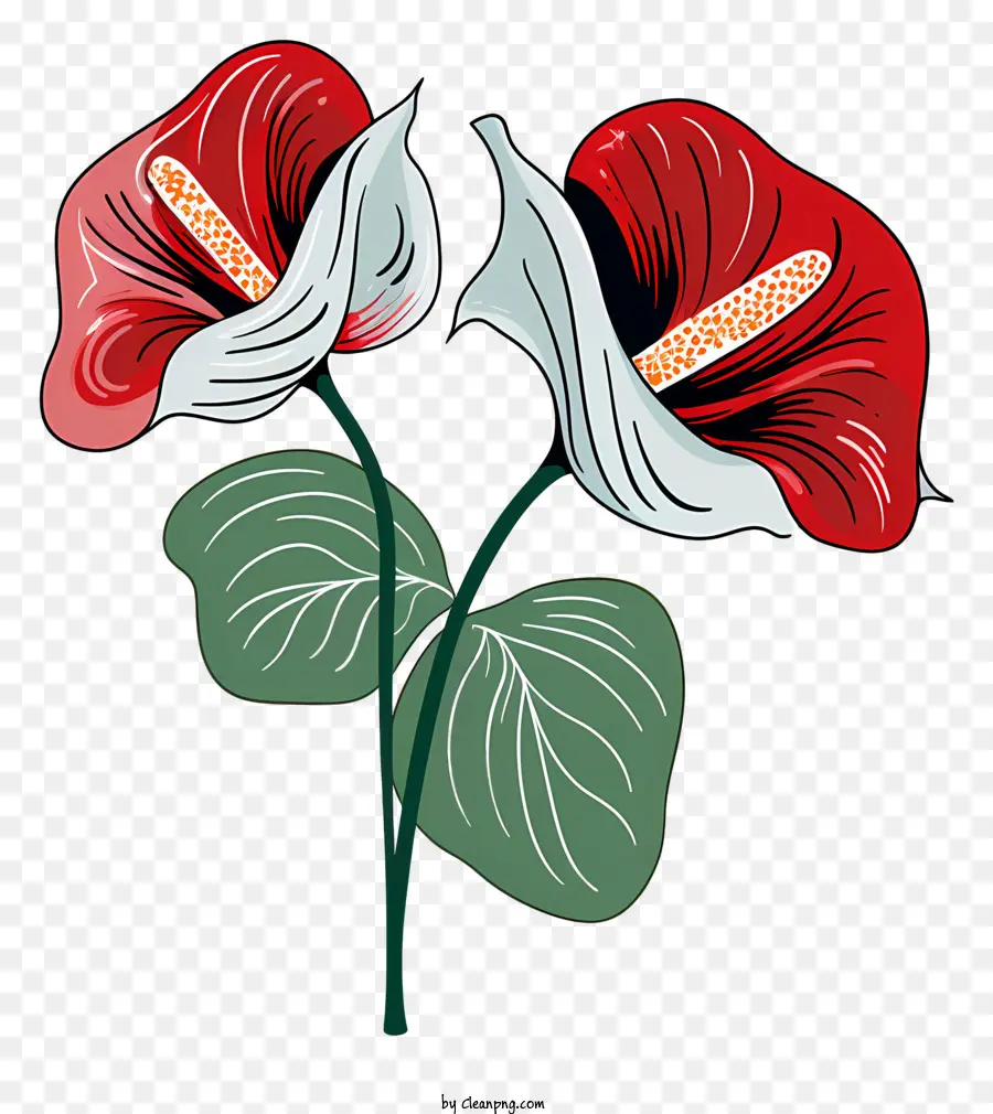 Fleur D'anthurium，Fleurs Rouges Et Blanches PNG