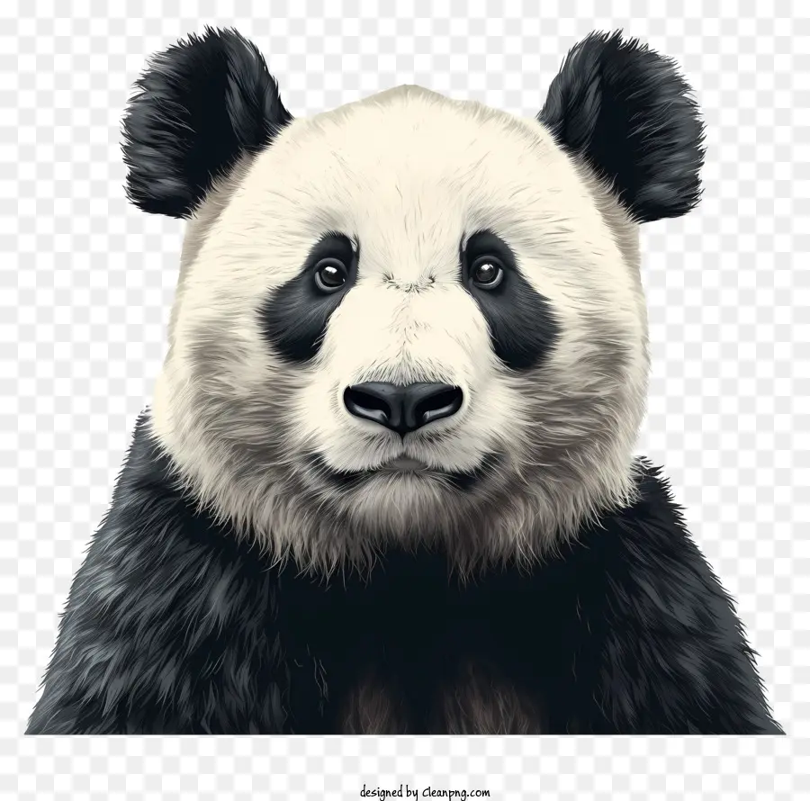 Panda，Ours De Panda PNG