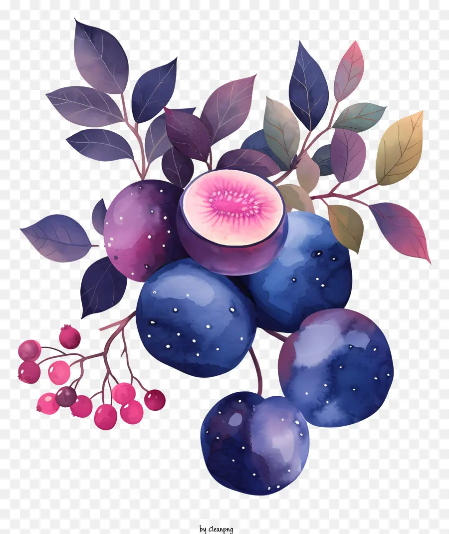 Les Bleuets，Illustration Aquarelle PNG