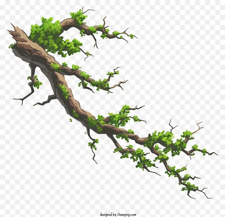 Branche D'arbre，Feuilles PNG