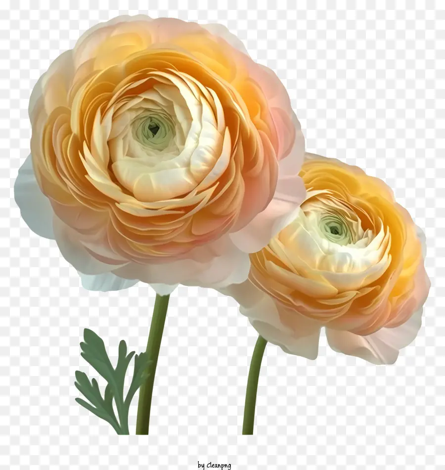 Elegant Ranunculus Flower Vector 3d，Fleurs De Pensée Orange PNG