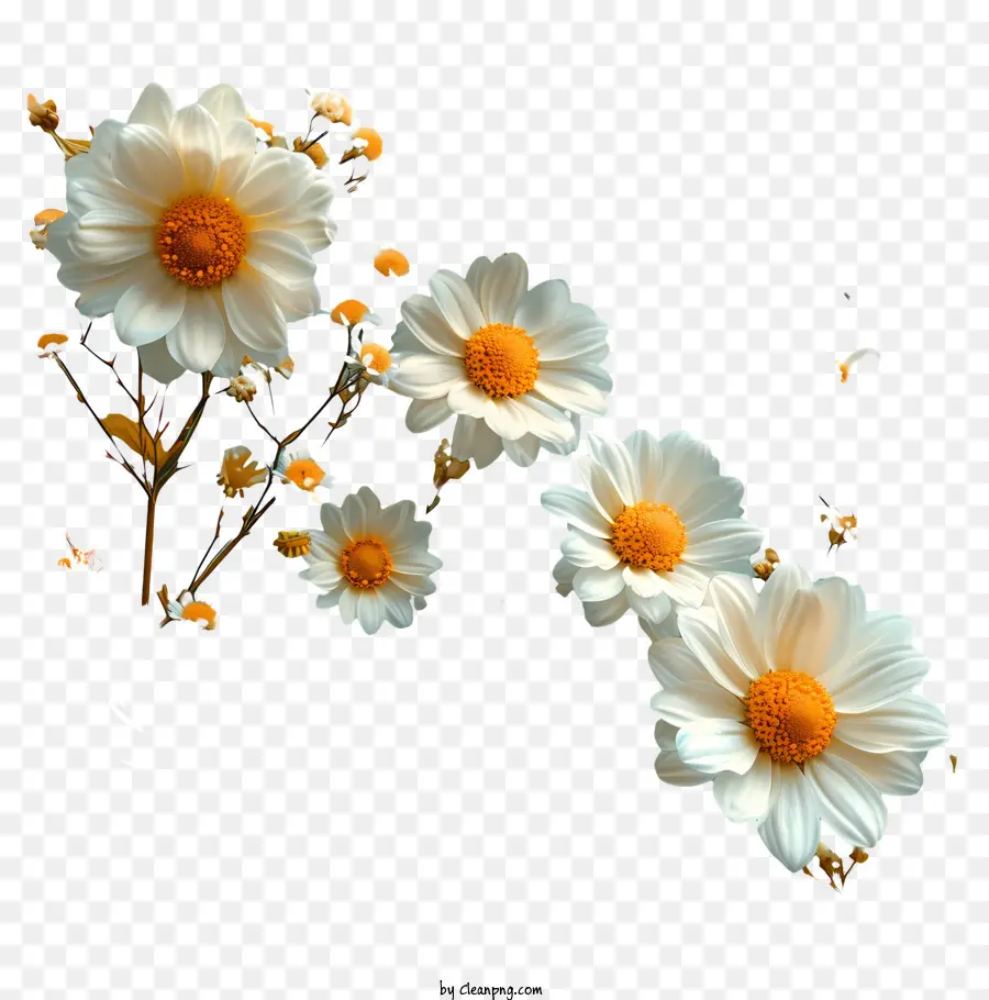Contexte Du Motif Floral，Blanc Marguerites PNG