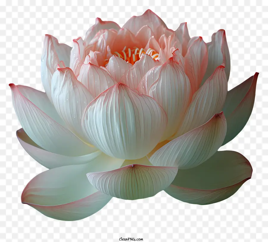 Fleur De Lotus，Lotus PNG