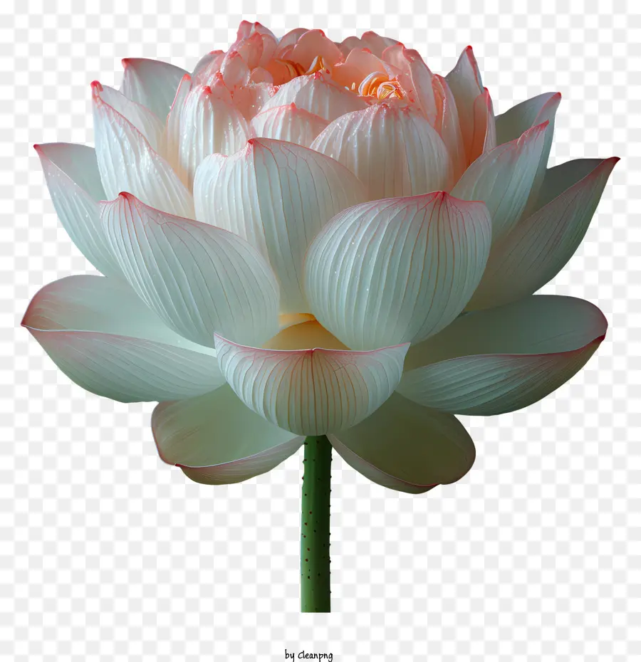 Fleur De Lotus，Fleur Blanche PNG