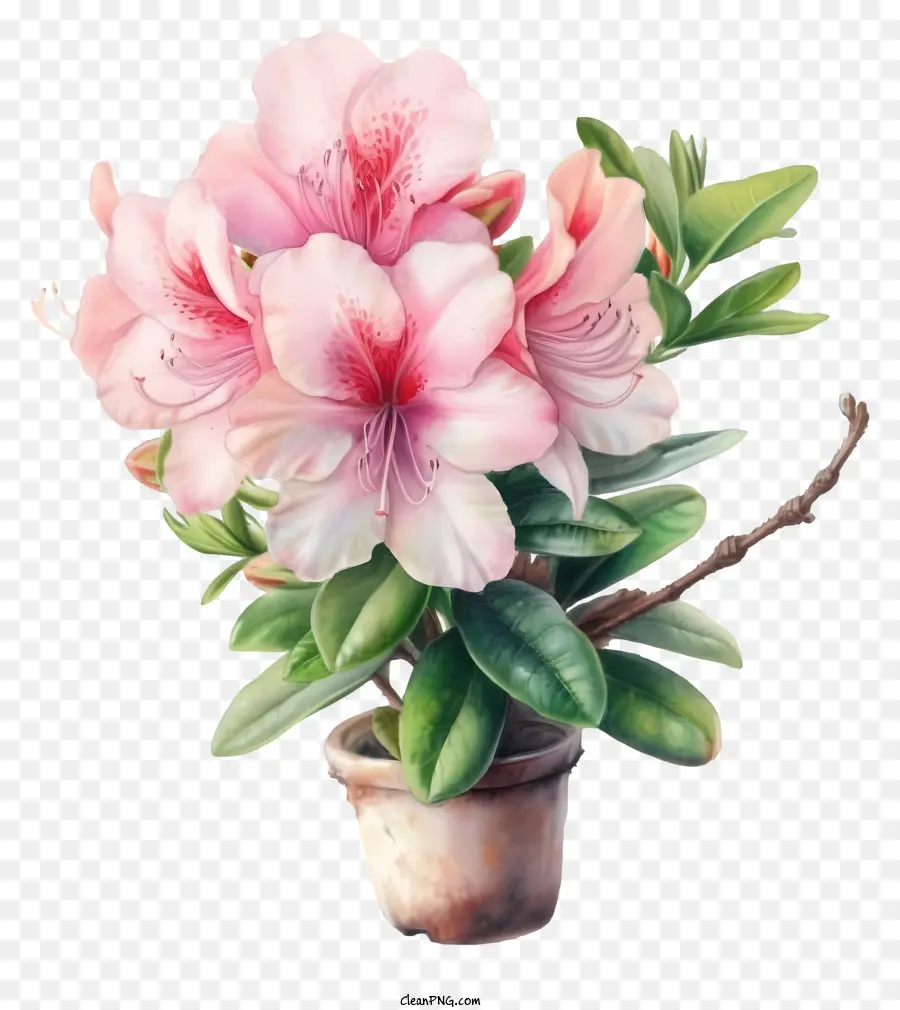 Illustrations Détaillées，Fleurs Roses PNG