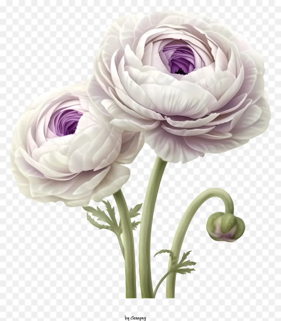Elegant Ranunculus Flower Vector 3d，Fleurs De Poinsettia PNG