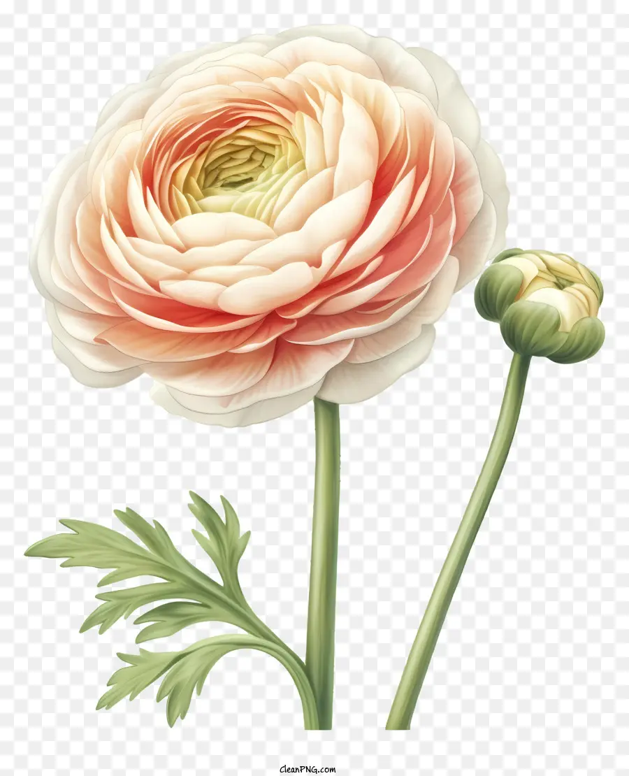 Illustrations Détaillées，Fleur Rose PNG