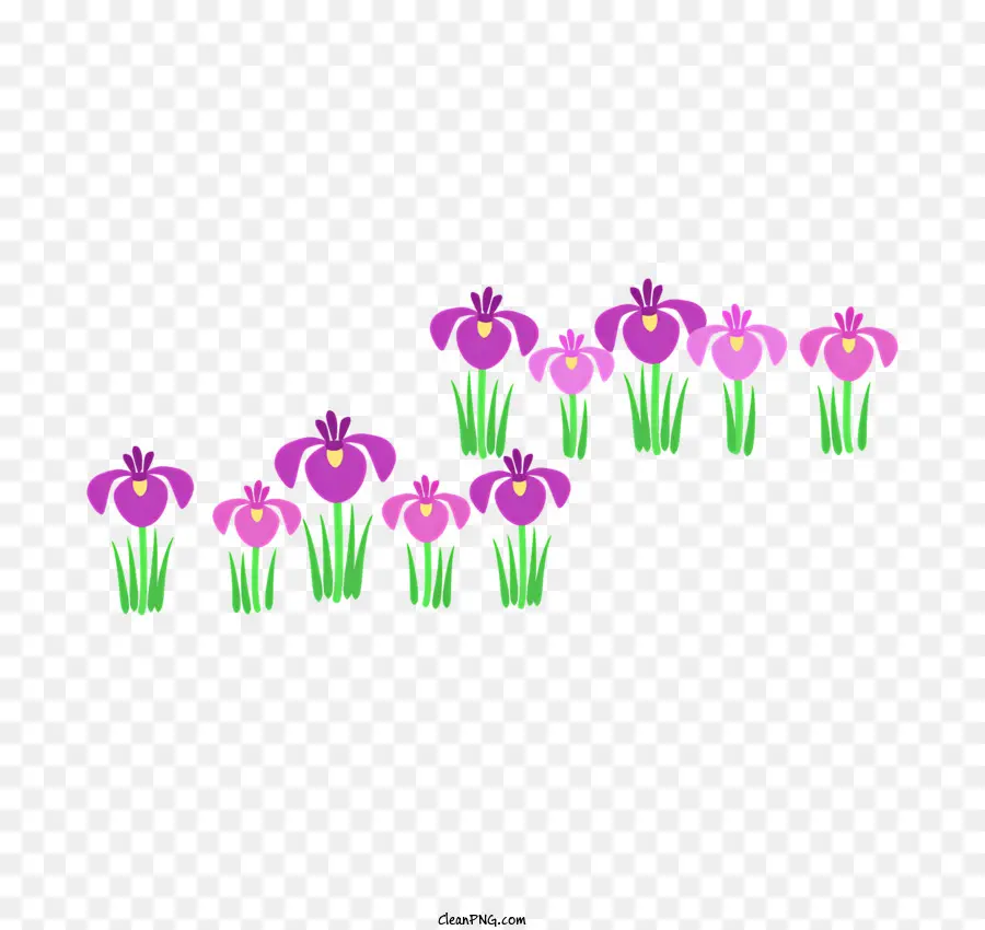 Iris，Fleurs De Crocus Violets PNG