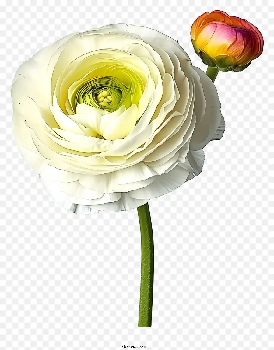 Fleur De Renoncule，Fleur Blanche PNG